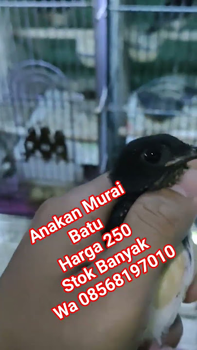 Cakung WA 08568197010