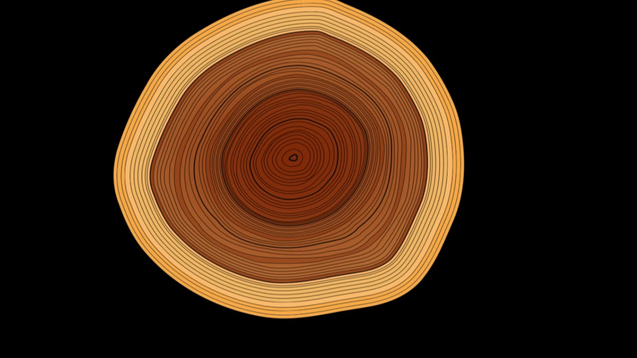 Biologiya 6-cı sinif 18. Gövdənin daxili quruluşu