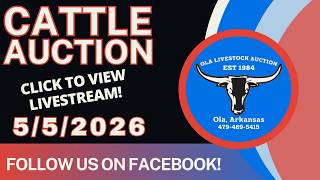 5/5/2026 - Cattle Auction - Ola Livestock Auction