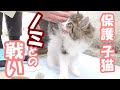 【保護猫】保護した子猫をブラッシングしたらノミのうんちがヤバかった!【保護子猫/捨て猫/迷い猫/はぐれ猫】