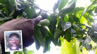 Sour Sop Fruit || Growing Sour Sop (Guanabana) in your Garden || Agrosuede