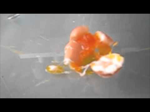 Egg Explosion Slow Motion