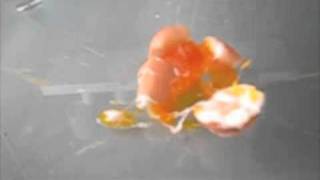 Egg Explosion Slow Motion