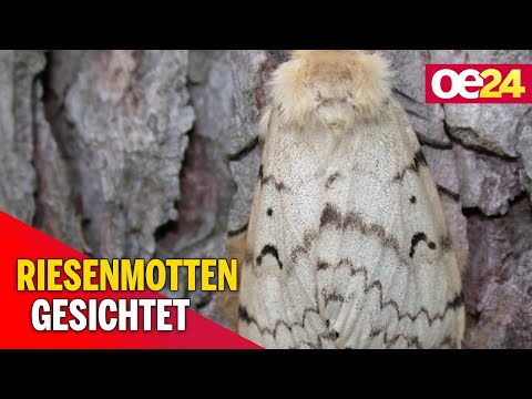 Video: Was fressen Riesenmotten?