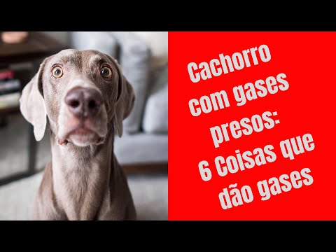 Vídeo: Gás Intestinal Pode Causar Transtorno Grave Para O Gado