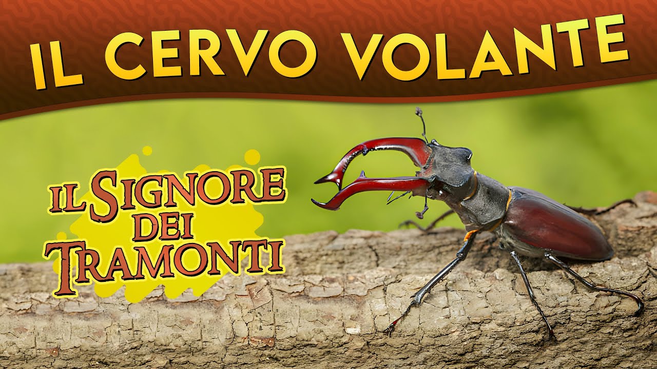 アート・デザイン・音楽 IL CERVo VOLANTE (Coleoptera lucanidae) Cervo Volante – The story behind | Cervo Volante