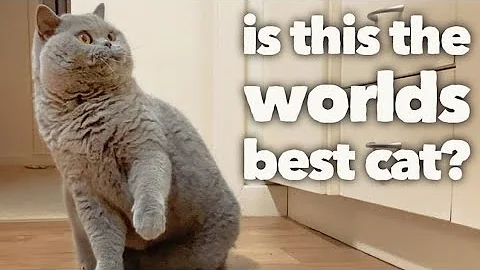 British Shorthair Cat Review after 5 years:  The worlds best cat? (OFFICIAL VIDEO) - DayDayNews