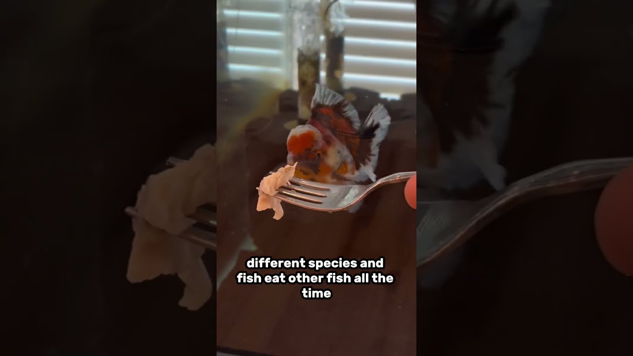 Fun Treat For Your Goldfish TROUT