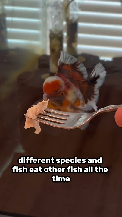 Fun treat for your goldfish: TROUT