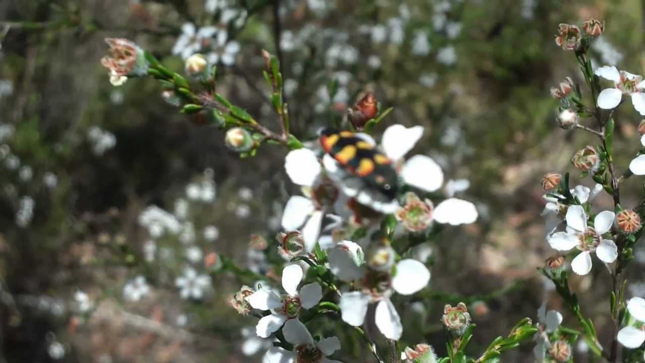 2012-10-01 ~ NSW - Sydney (western suburbs) - Castiarina sexplagiata (Gory, 1841)