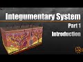 Integumentary system pt 1 of 3