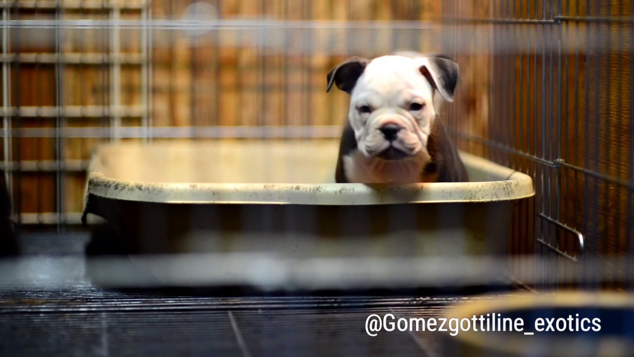 Hashtag female pups exotic bully YouTube