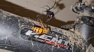 Spider feeding | more videos #spiders