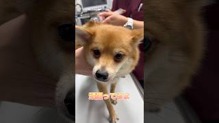 皮下点滴後眠たくなっちゃうMIX犬