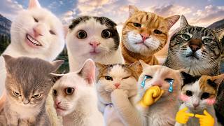 These Cats Share One Brain Cell | Cat Cuts #1