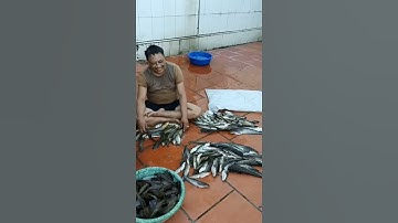 Mò trúng ổ cá nheo