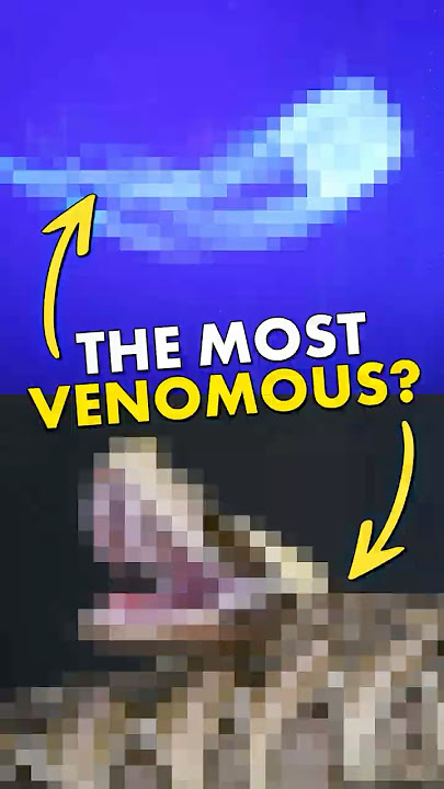 What’s ACTUALLY the most venomous animal?
