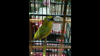 pleci dakun muria gacorr full isian