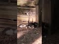 You've met the kittens... Now meet the mama!