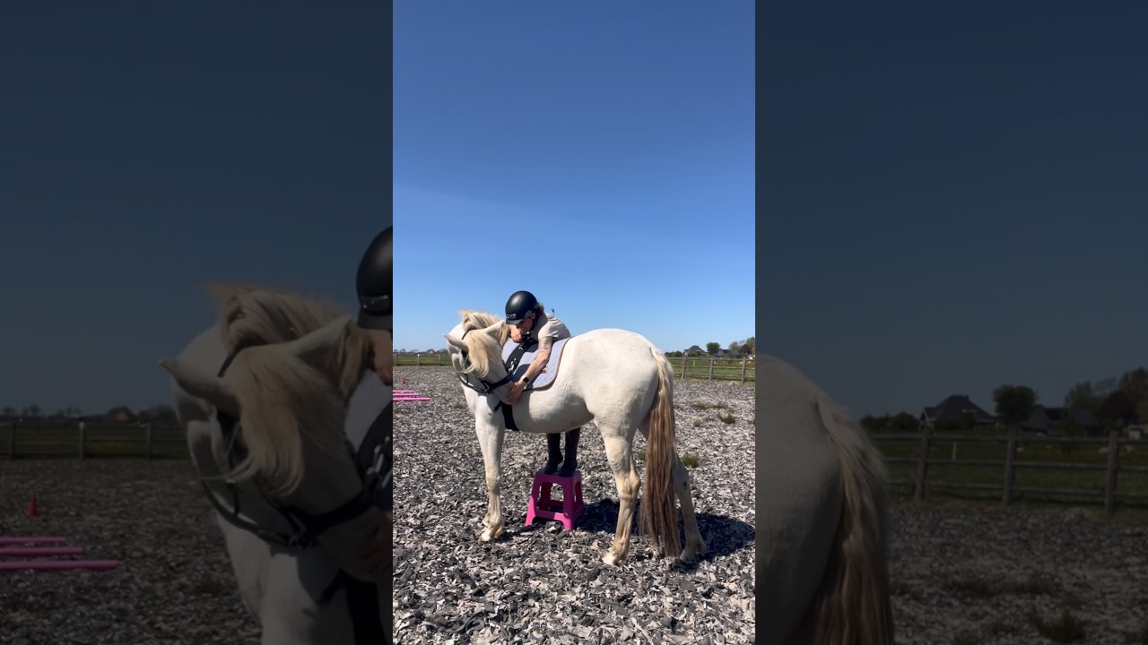 Het beleer proces van Alaska #horses