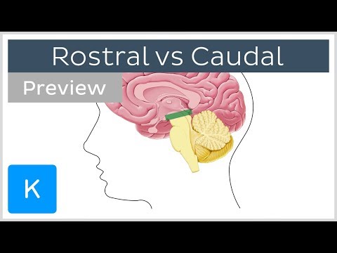 Video: Ko anatomijā nozīmē kaudāls?