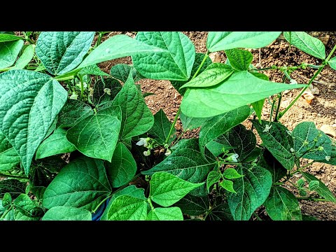 Video: Fasulye Bitkimde Güneş Yanığı Var - Bahçedeki Fasulyelerde Güneş Yanığı Tedavisi