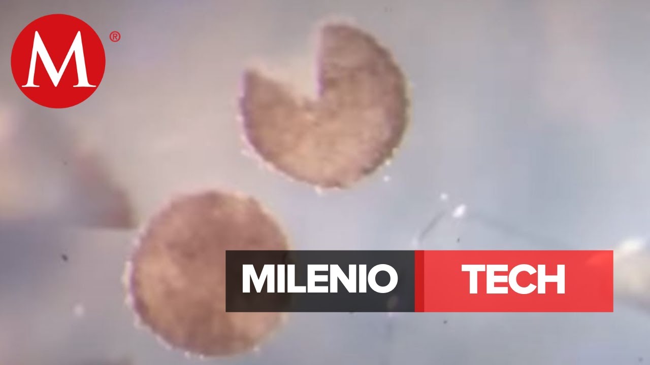 Crean los primeros robots capaces de reproducirse | Milenio Tech