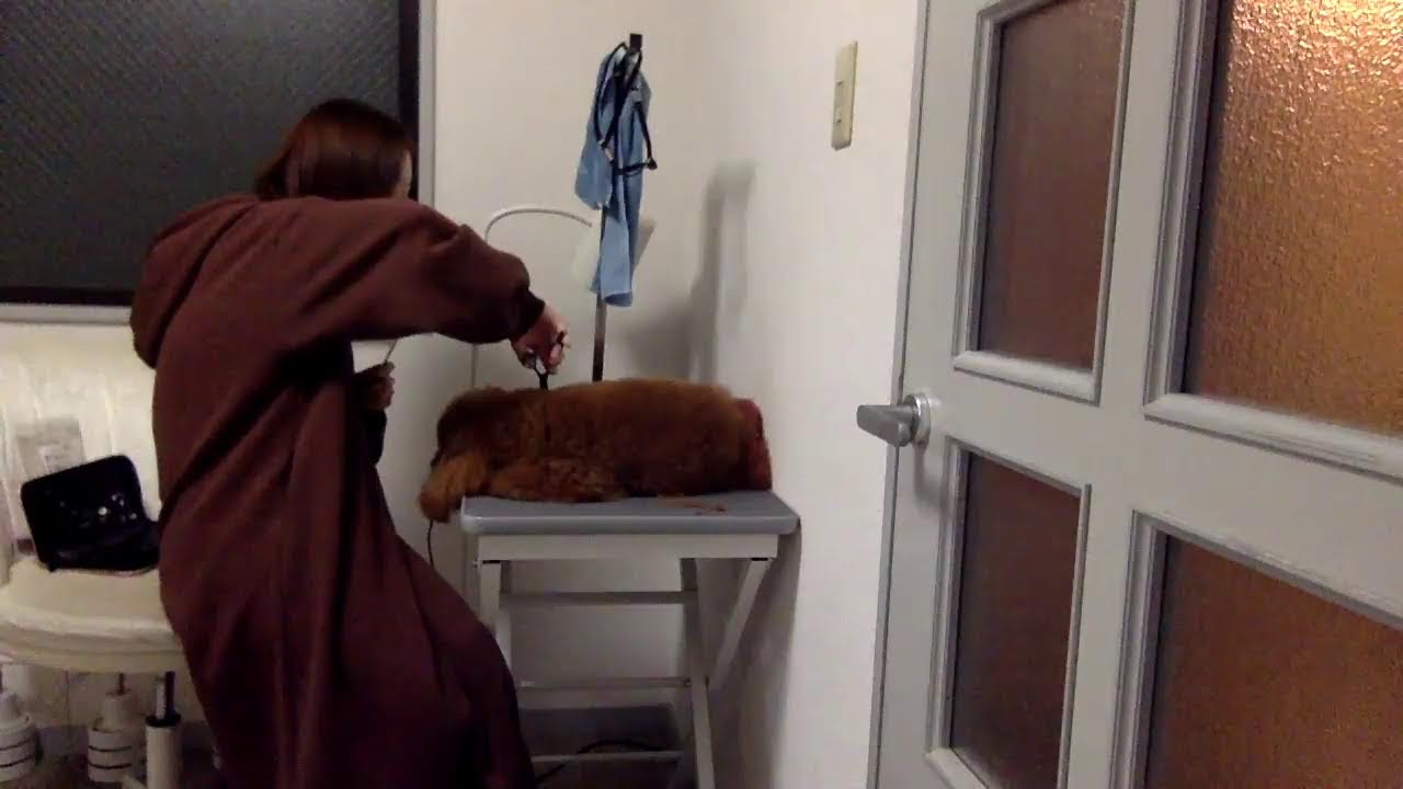 シウちゃんのトリミング