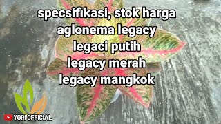 harga, spesifikasi aglonema red legacy, mangkok legacy dan with legacy