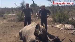 Prince Harry at rhino poaching crime scene