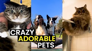 Pets That Will Melt Your Heart! | Top 48 Heartwarming Moments