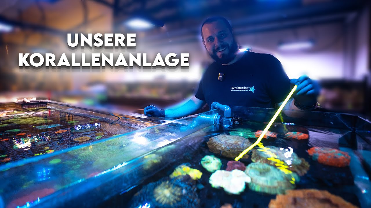 Unsere Korallen Meerwasser Anlage / Reefmaniac - PH Aquaristik