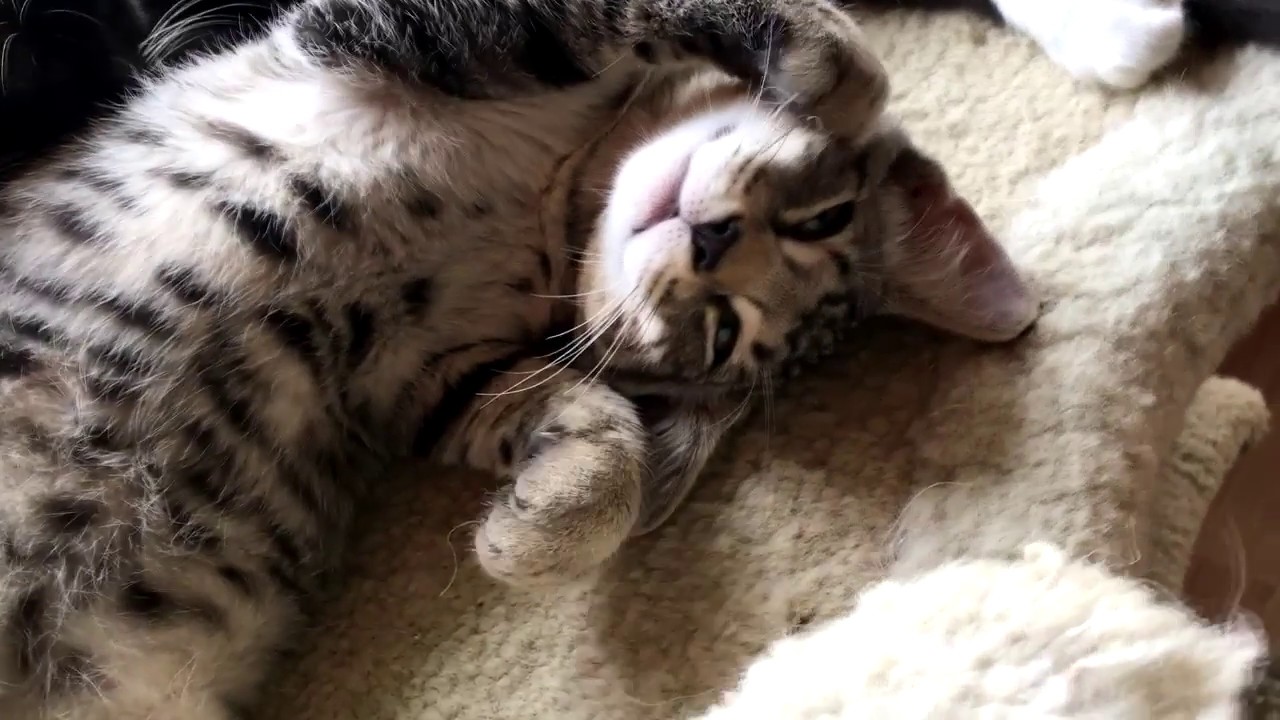 CHARITY PROFILE - The Harbor Association of Volunteers for Animals