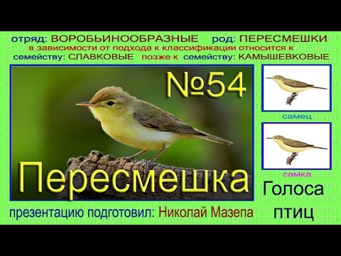 Голоса птиц словами. Пеночка пересмешка. Пеночка пересмешка птица. Голоса певчих птиц. Зеленая пересмешка птица.