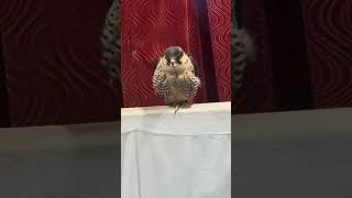 The royal falcon at medieval times