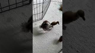 Adorable Poult Chasing Duckling Around Yard