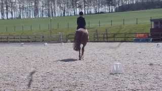 Sienna Dressage Sienna Dressage