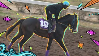 PROSPERITY SEN LOOKS READY TO RUN IS BEST RACE CAYMANAS PARK EXERCISE TRACK 04/08/26