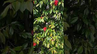山茶花的叶子为何变黄了？