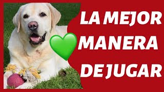 ¡La MEJOR manera de JUGAR con tu PERRO!  ► ¿Cómo JUGAR? (100% EFECTIVO)