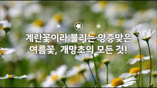 하얀 여름꽃 종류 계란꽃 개망초 꽃말 전설 효능