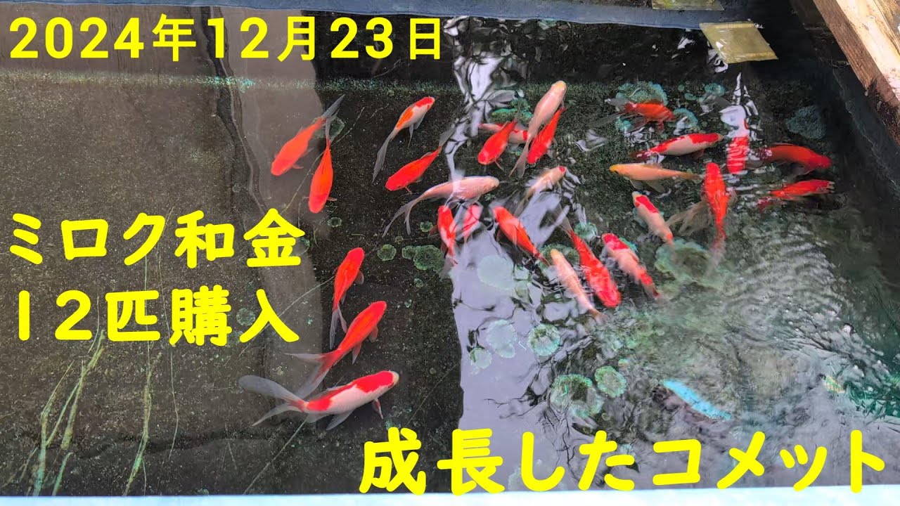 2024年12月23日 月曜日 金魚：ミロク和金を購入しました】 - YouTube