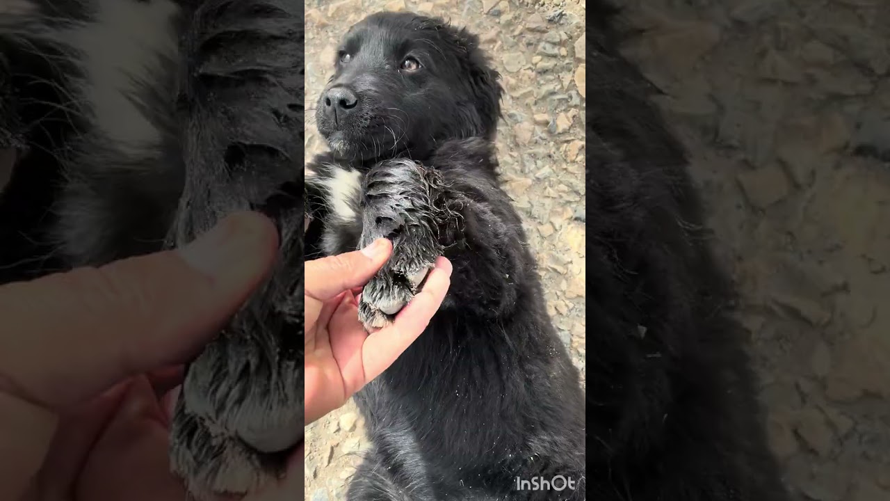 Yeni terk edilmiş 😔