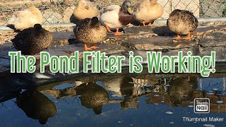 Duck Pond Filter update - Duckuaponics