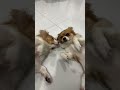 Full Video Link Below KokoniDaily PuppySnuggles KokoniLife LittleKokoni PuppyJoy KokoniVibes Full Video Link Below KokoniDaily PuppySnuggles KokoniLife LittleKokoni PuppyJoy KokoniVibes