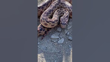 Gopher Snake Mimics Rattlesnake! 👀