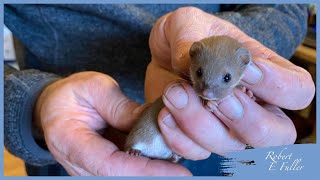 Introducing Ron the Rescue Weasel | LIVE | Rescued \u0026 Returned to the Wild | Robert E Fuller