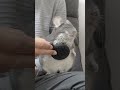 チンチラにオススメのブラシはこれ！ #Shorts