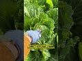 #garden #gardening #planting #farming #agriculture #cabbage #fertiliz