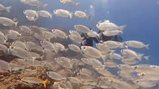 ilha da âncora e seus encantos